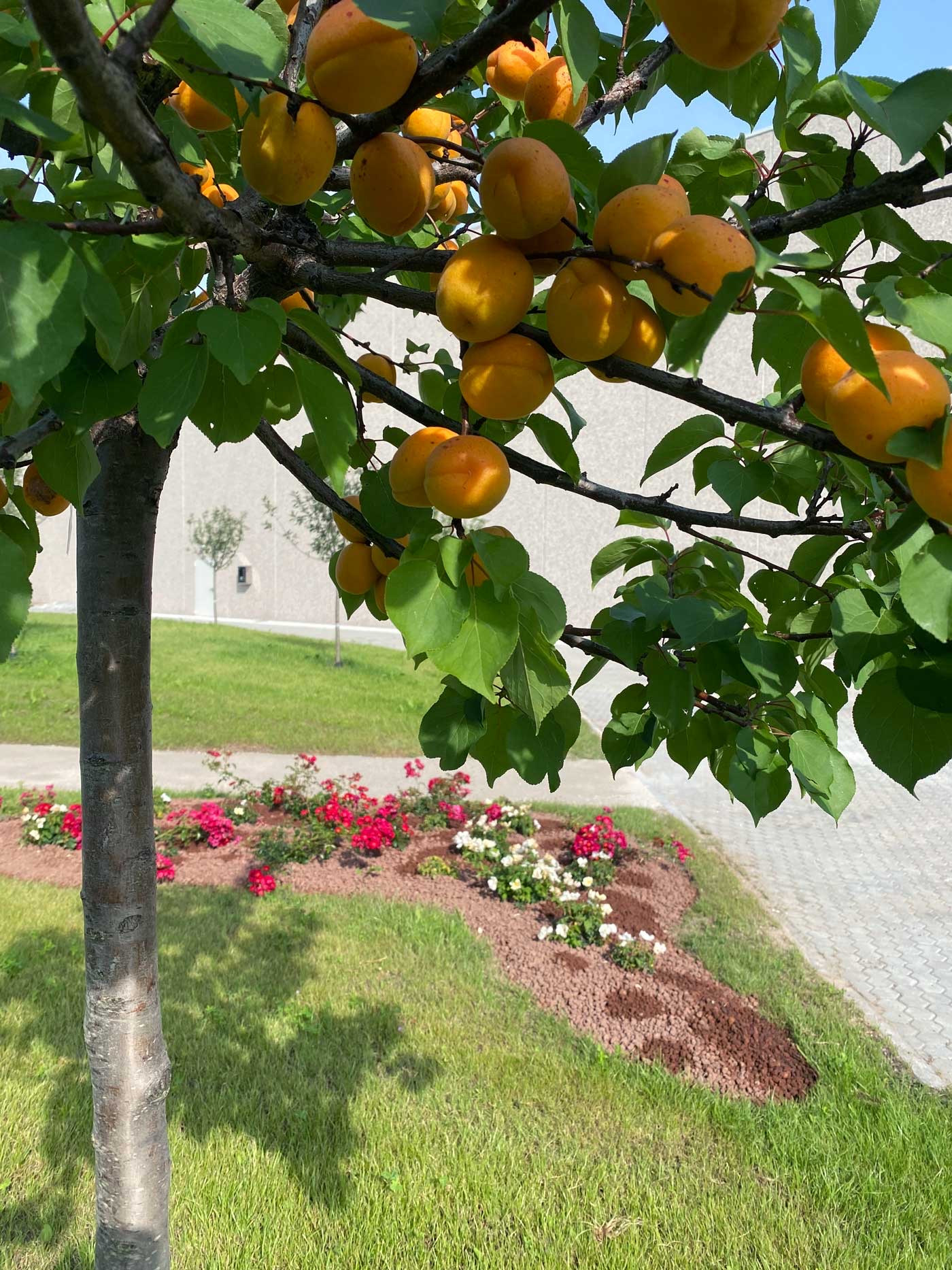Immagine giardini e aree verdi